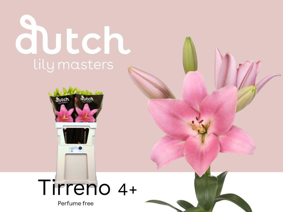 Срезанные цветы оптом Lilium la tirreno от 60шт из Голландии с доставкой по России