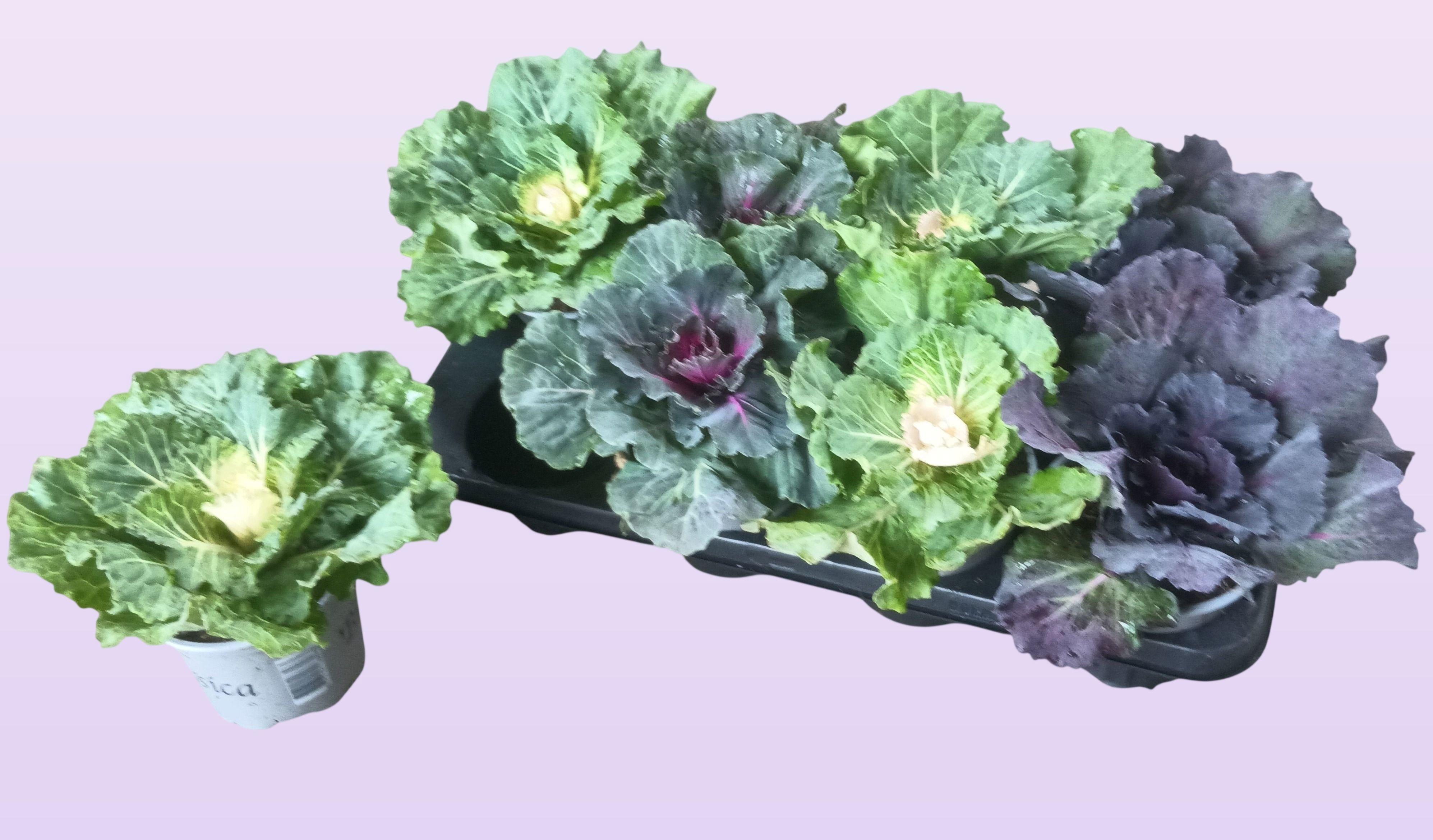 Горшечные цветы и растения оптом Brassica (sierkool) от 8шт из Голландии с доставкой по России