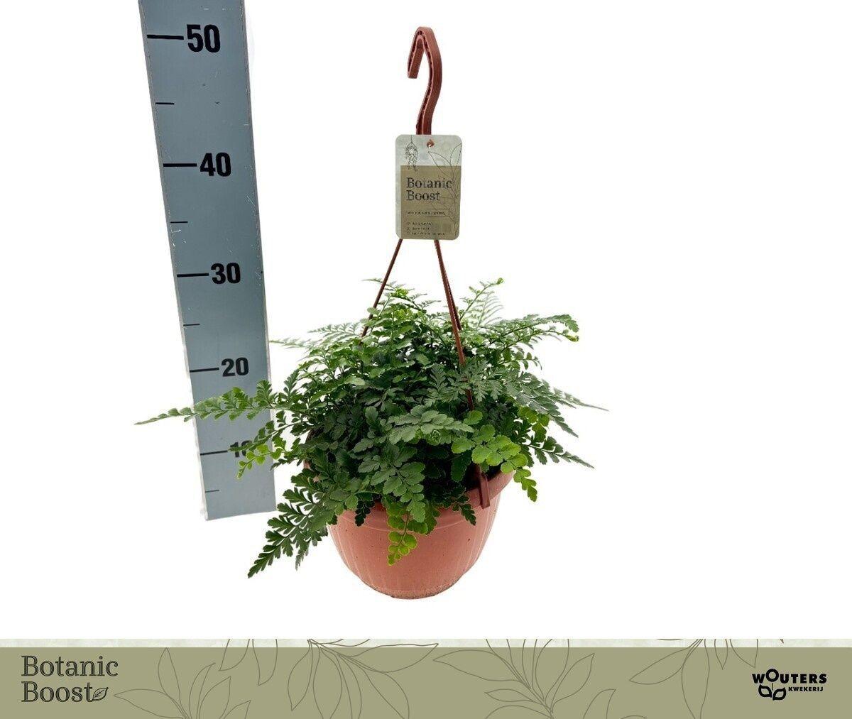 Горшечные цветы и растения оптом Asple Parvati от 1шт из Голландии с доставкой по России