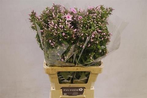 Срезанные цветы оптом Phlox sweet lexy от 100шт из Голландии с доставкой по России