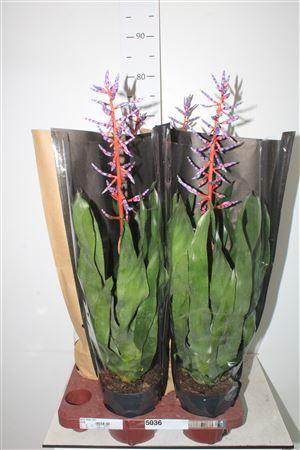 Горшечные цветы и растения оптом Aech Blue Rain от 4шт из Голландии с доставкой по России