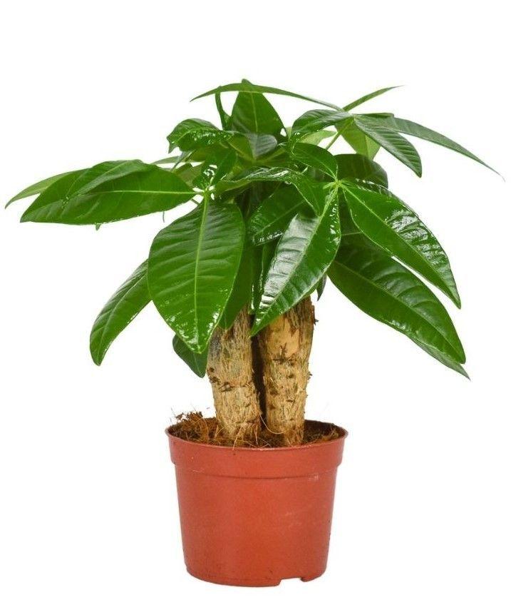 Горшечные цветы и растения оптом Pachira Aquatica от 12шт (для телеги) из Голландии с доставкой по России