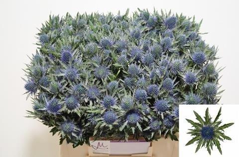Срезанные цветы оптом Eryngium aquarius от 60шт из Голландии с доставкой по России