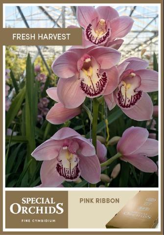 Срезанные цветы оптом Cymbidium pink lake pink ribbon от 8шт из Голландии с доставкой по России