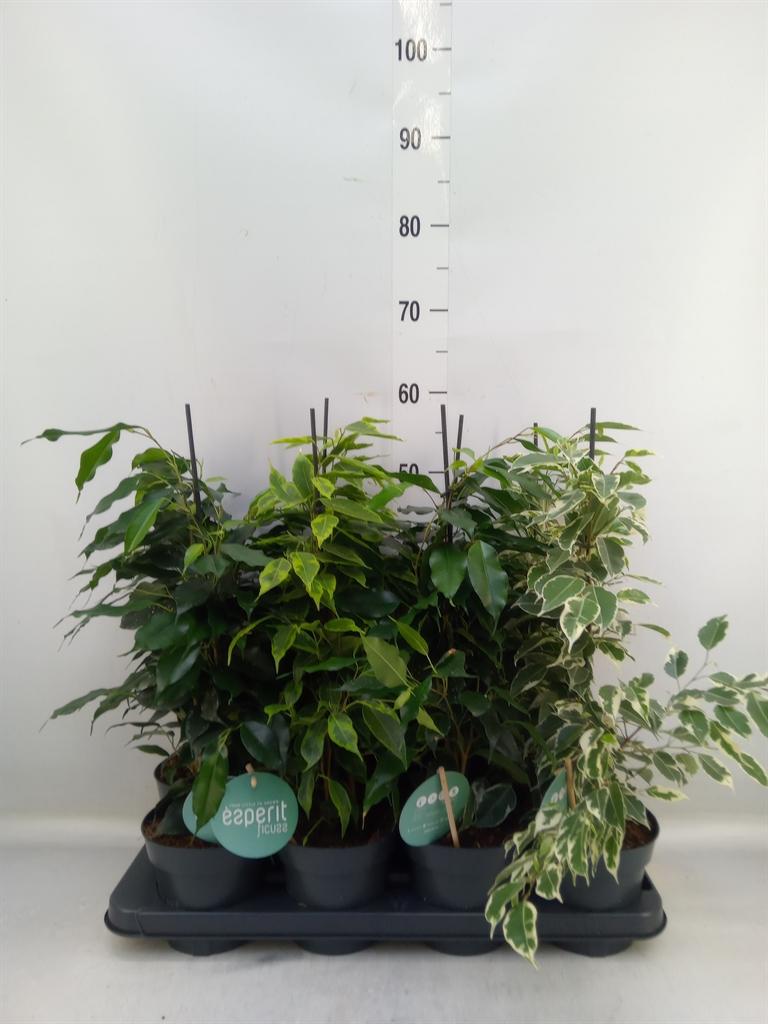 Горшечные цветы и растения оптом Ficus Be Mix 3-4 Srt. от 8шт из Голландии с доставкой по России