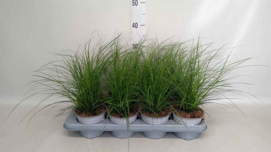 Горшечные цветы и растения оптом Carex Brunnea от 8шт из Голландии с доставкой по России