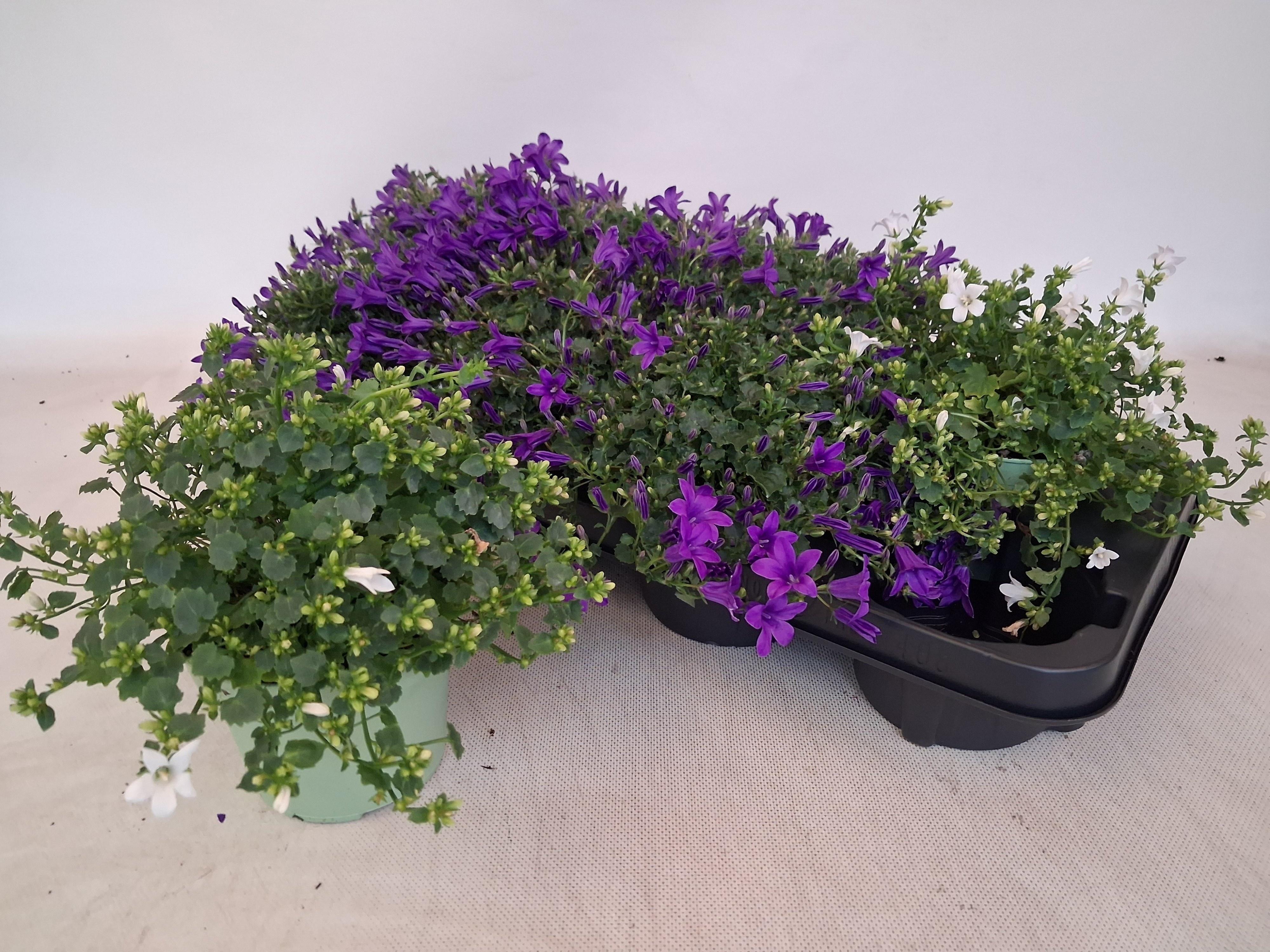 Горшечные цветы и растения оптом Camp Por Gem 3 Kl от 8шт (для телеги) из Голландии с доставкой по России