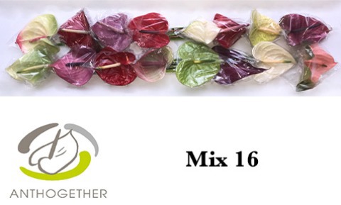 Срезанные цветы оптом Anthurium mix in box от 16шт.. из Голландии с доставкой по России