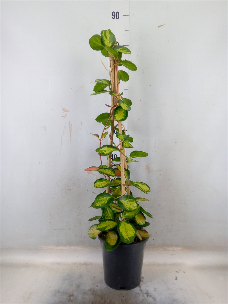 Горшечные цветы и растения оптом Hoya Australis от 1шт из Голландии с доставкой по России