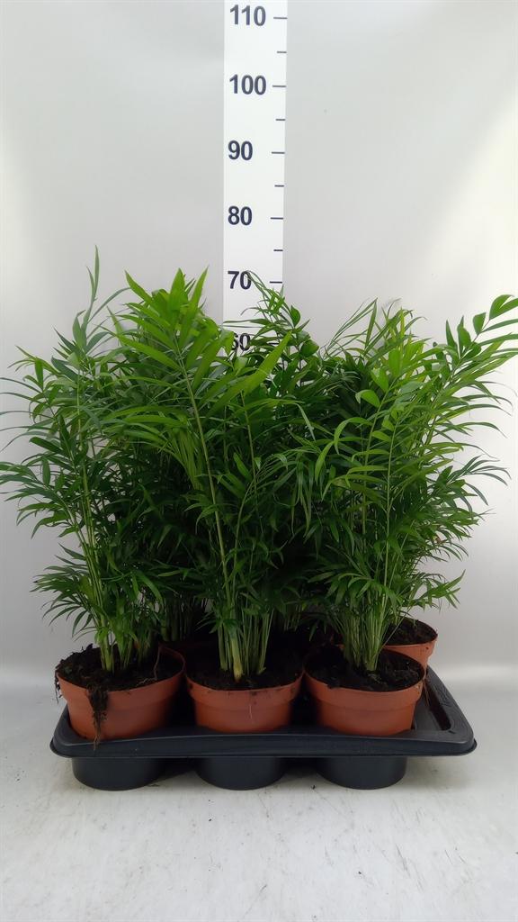 Горшечные цветы и растения оптом Chamaedorea Elegans A от 6шт из Голландии с доставкой по России