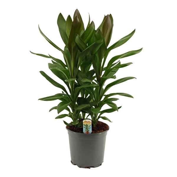 Горшечные цветы и растения оптом Cordyline Glauca 3pp от 5шт из Голландии с доставкой по России