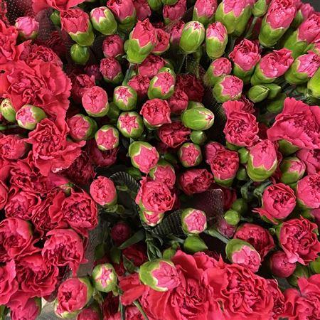 Срезанные цветы оптом Dianthus sp pigeon от 100шт из Голландии с доставкой по России