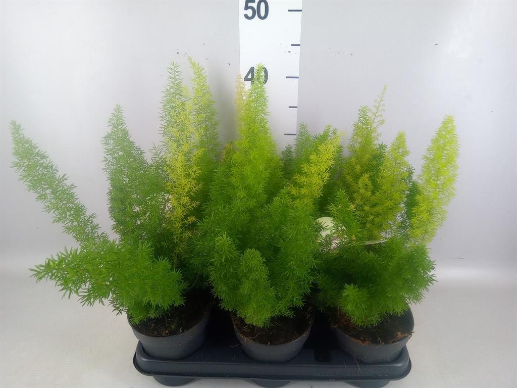 Горшечные цветы и растения оптом Asparagus Dens. meyers от 8шт из Голландии с доставкой по России