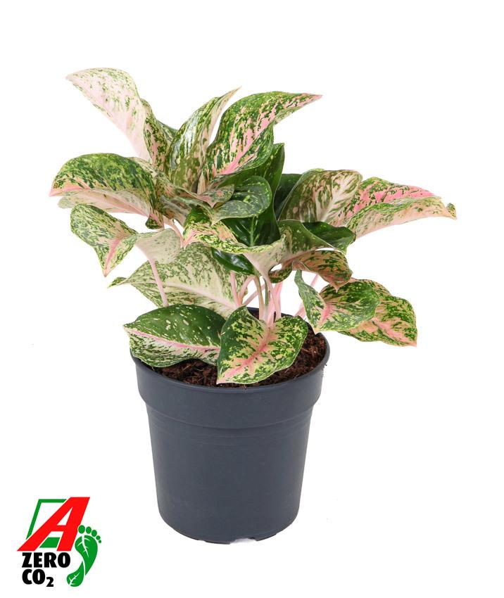 Горшечные цветы и растения оптом Aglaonema Two Tone Moonstone от 1шт из Голландии с доставкой по России