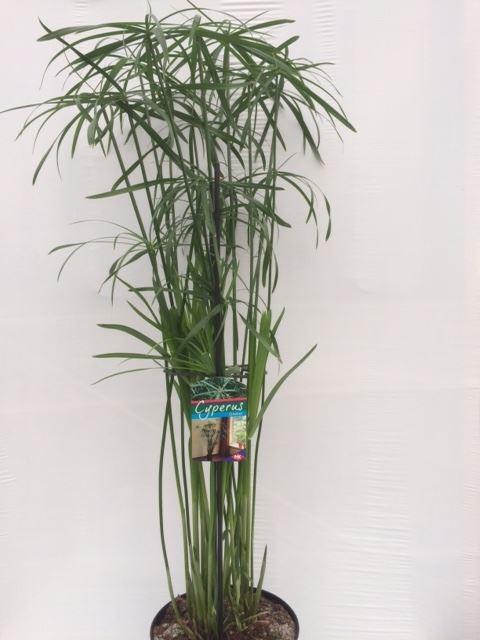 Горшечные цветы и растения оптом Cyperus   ... от 1шт из Голландии с доставкой по России