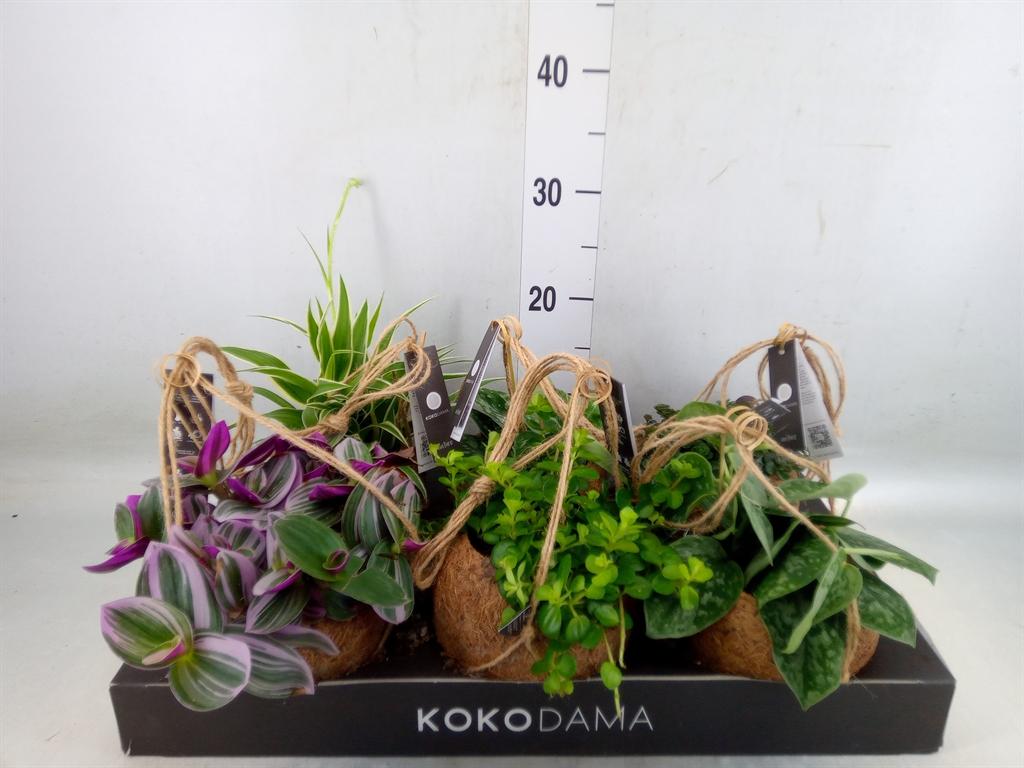 Горшечные цветы и растения оптом Scindapsus   ... от 6шт из Голландии с доставкой по России