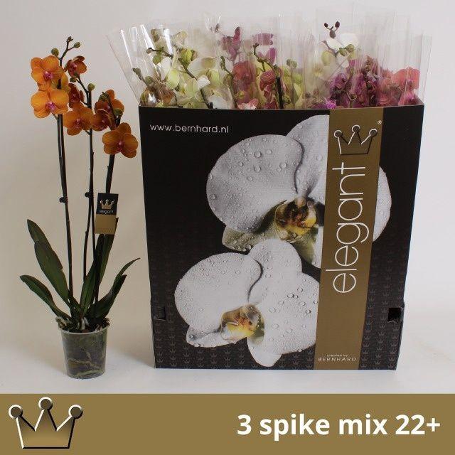 Горшечные цветы и растения оптом Phal Gem 7 Kl от 12шт из Голландии с доставкой по России