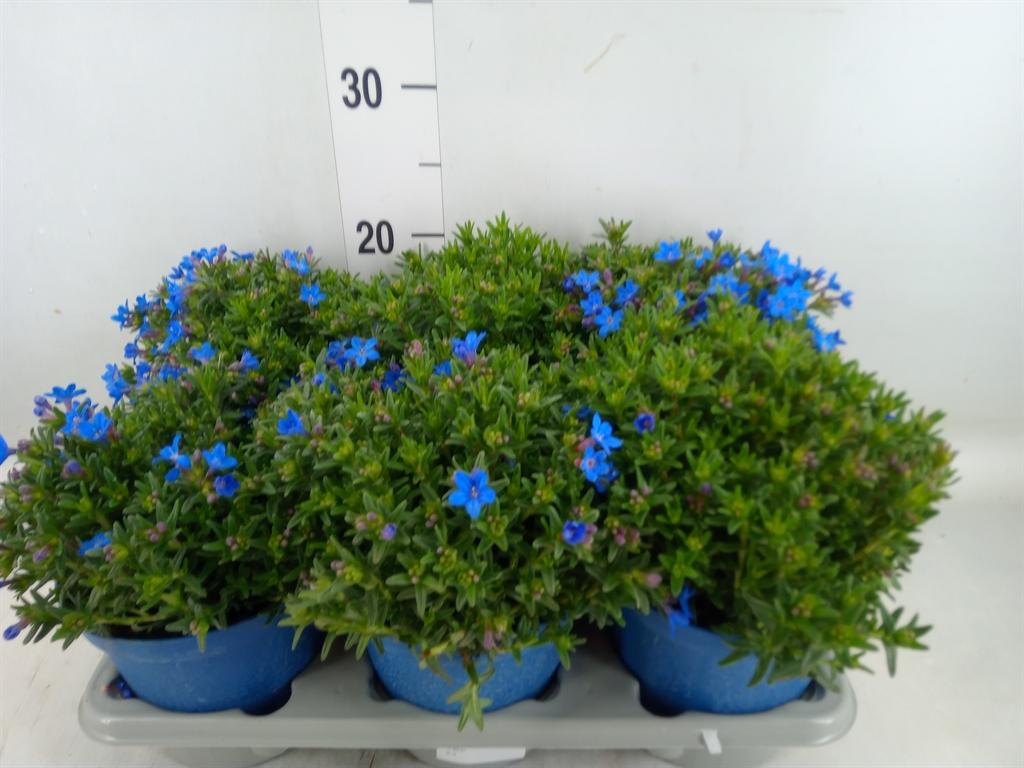 Горшечные цветы и растения оптом Glandora Diffusa от 6шт из Голландии с доставкой по России