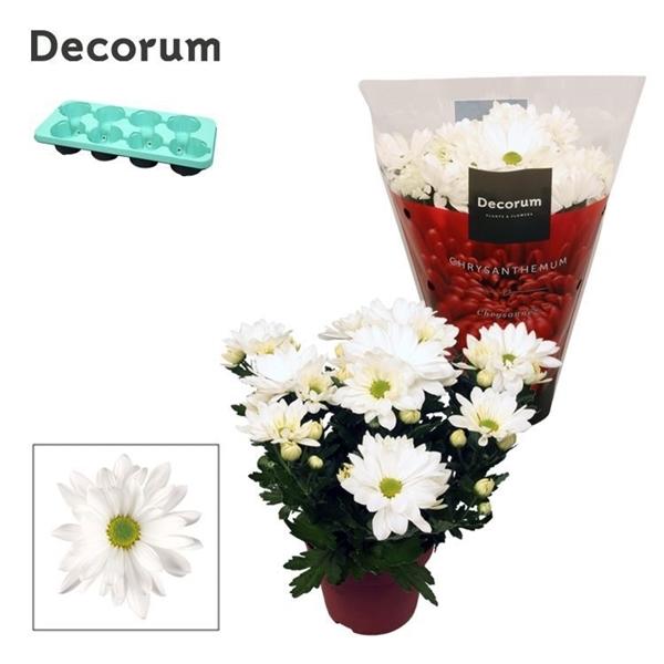 Горшечные цветы и растения оптом Chrys Margarita White (decorum) от 8шт из Голландии с доставкой по России