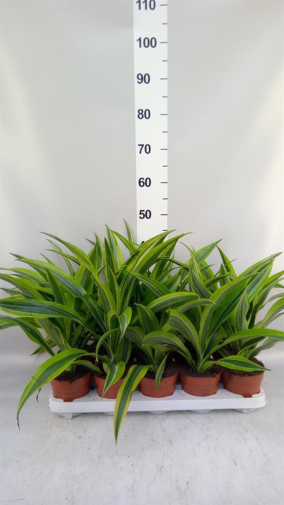 Горшечные цветы и растения оптом Dracaena Fr De lemonlime от 10шт из Голландии с доставкой по России
