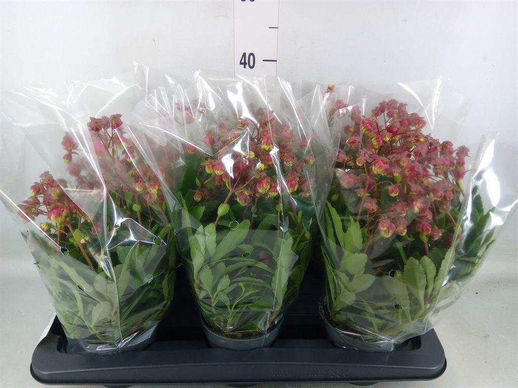 Горшечные цветы и растения оптом Kalanchoe Hg ... от 6шт из Голландии с доставкой по России