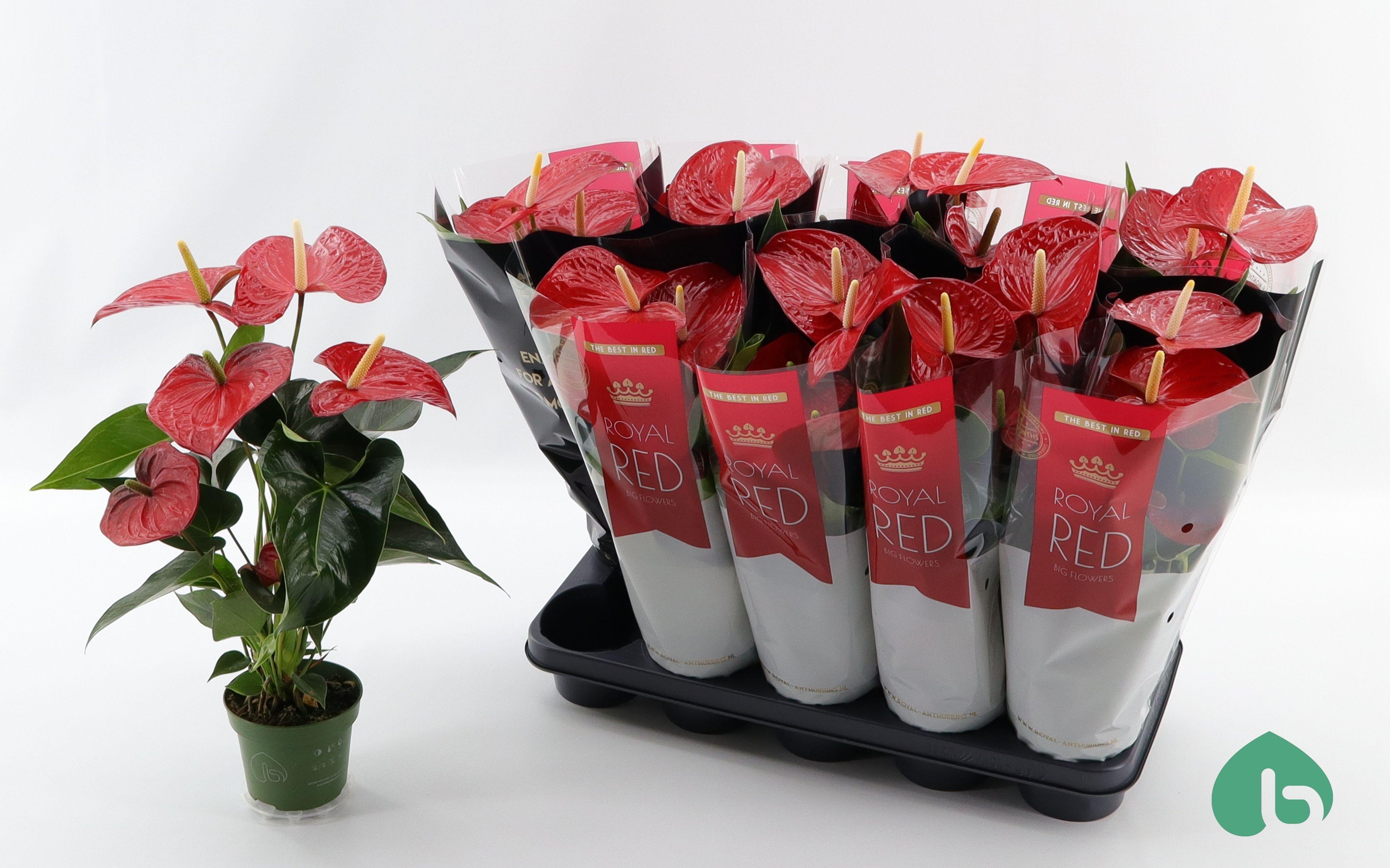 Горшечные цветы и растения оптом Anthu A  Querida от 10шт из Голландии с доставкой по России