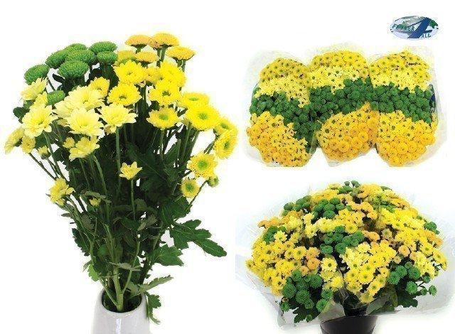 Срезанные цветы оптом Chrys sa mix sunny от 75шт из Голландии с доставкой по России
