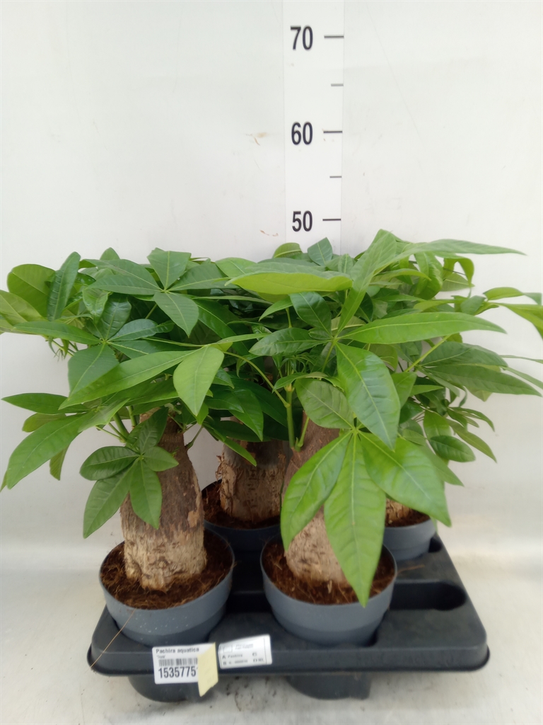 Горшечные цветы и растения оптом Pachira Aquatica от 4шт из Голландии с доставкой по России