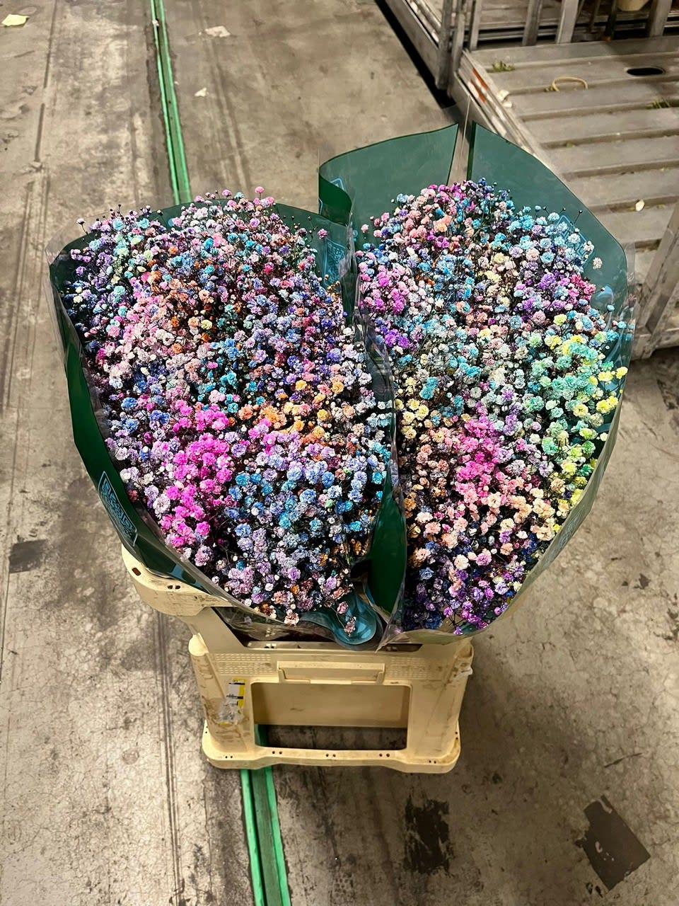 Срезанные цветы оптом Gyps ec paint xlence rainbow mix 1000g от 25шт. из Голландии с доставкой по России