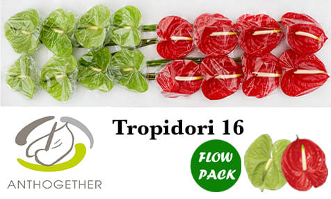 Срезанные цветы оптом Anthurium tropidori mix от 16шт из Голландии с доставкой по России