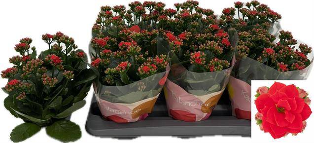 Горшечные цветы и растения оптом Kalanchoe Rose Flowers Noelle от 6шт из Голландии с доставкой по России