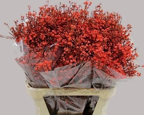 Срезанные цветы оптом Chamelaucium paint red от 75шт из Голландии с доставкой по России