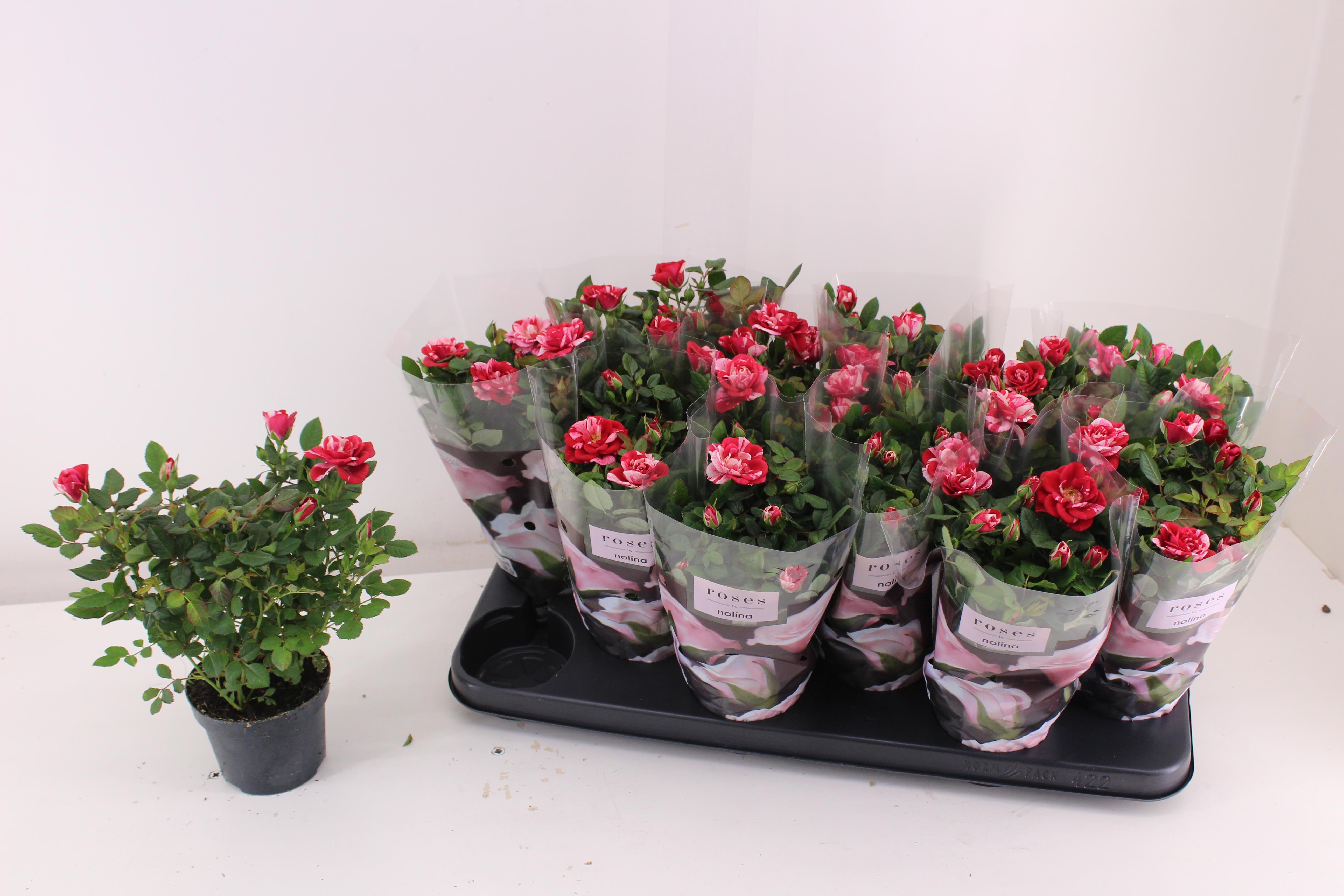 Горшечные цветы и растения оптом Ro Gigi Party от 12шт из Голландии с доставкой по России