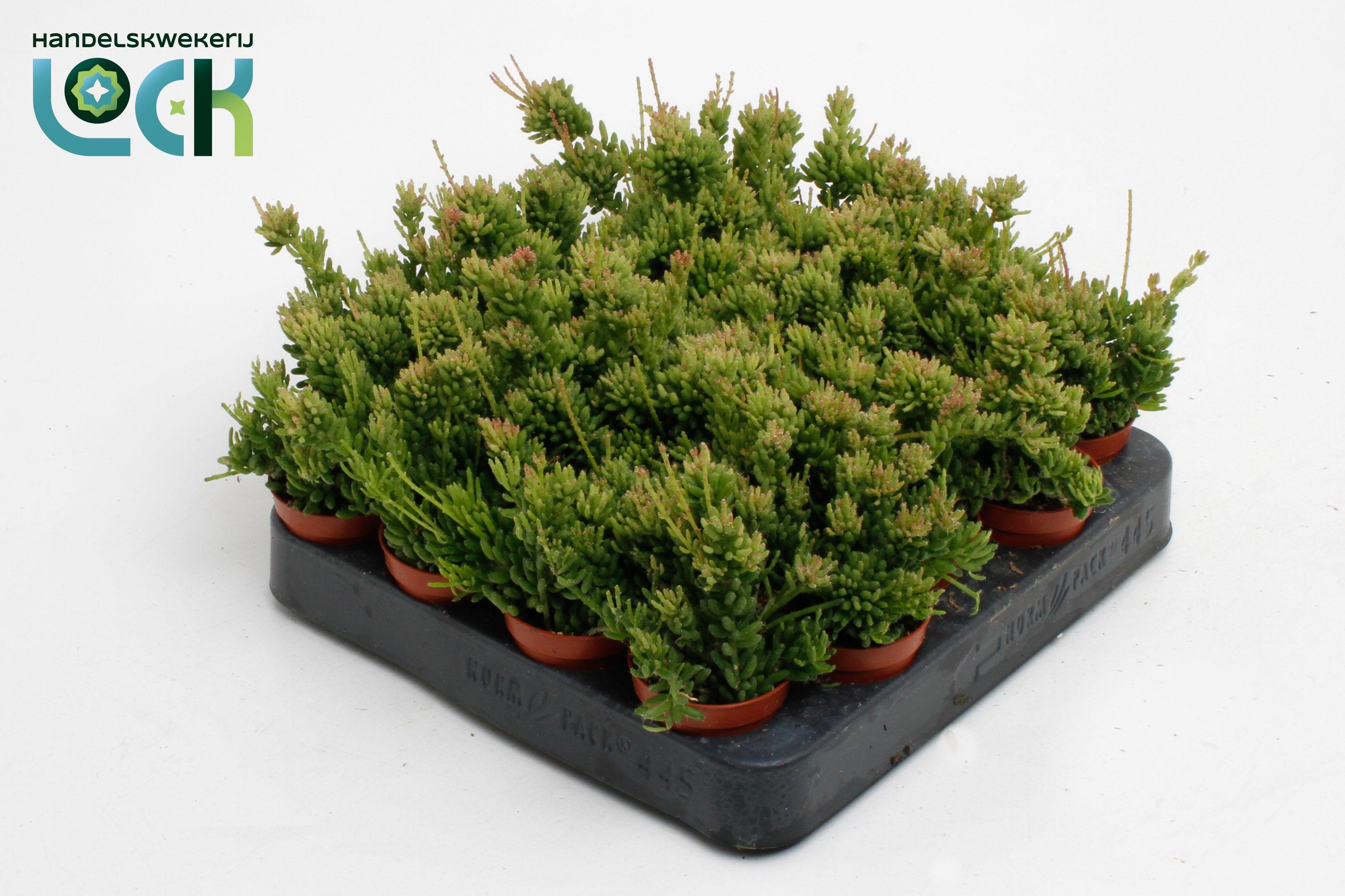 Горшечные цветы и растения оптом Rhipsalis Mesembryan от 20шт (для телеги) из Голландии с доставкой по России