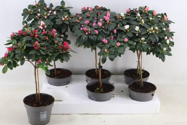 Горшечные цветы и растения оптом Rhodo Ov от 6шт из Голландии с доставкой по России