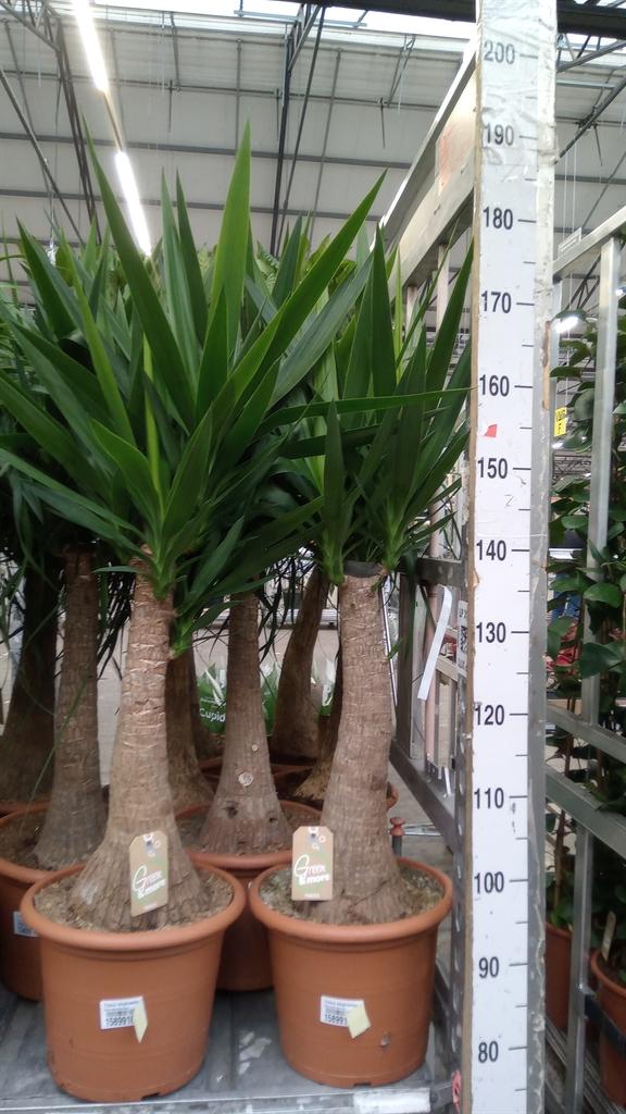 Горшечные цветы и растения оптом Yucca Elephantipes ... от 1шт из Голландии с доставкой по России