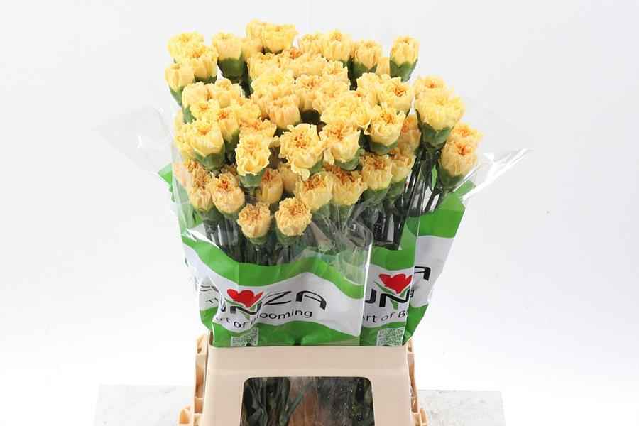 Срезанные цветы оптом Dianthus st golden gate от 80шт из Голландии с доставкой по России
