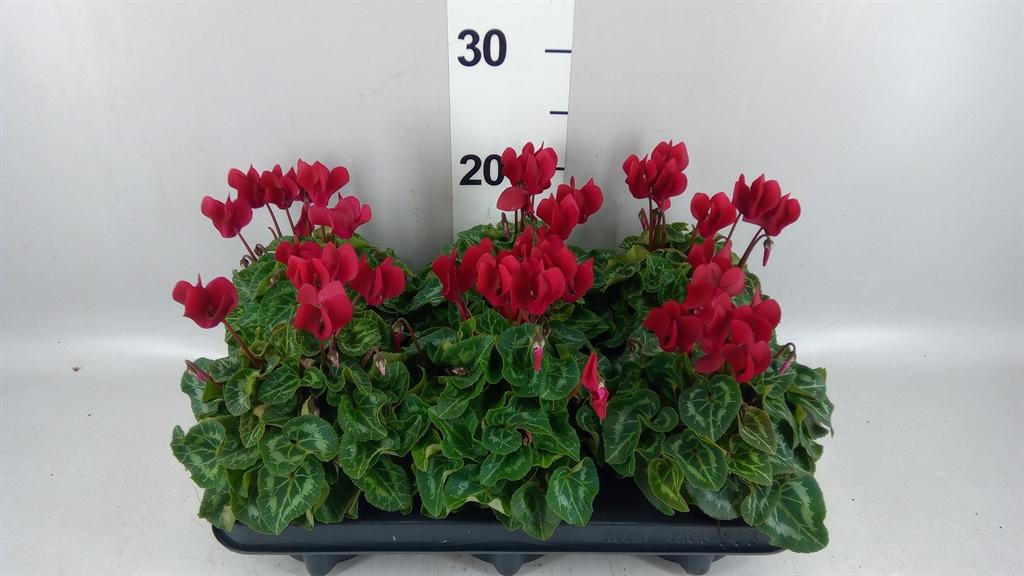 Горшечные цветы и растения оптом Cyclamen Kl compact от 6шт (для телеги) из Голландии с доставкой по России