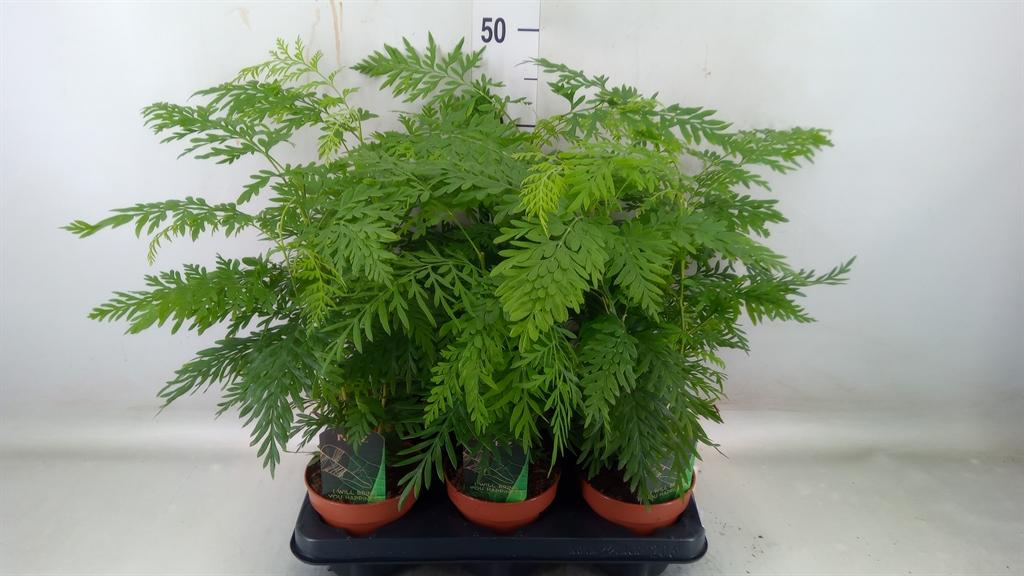 Горшечные цветы и растения оптом Grevillea Robusta от 6шт из Голландии с доставкой по России