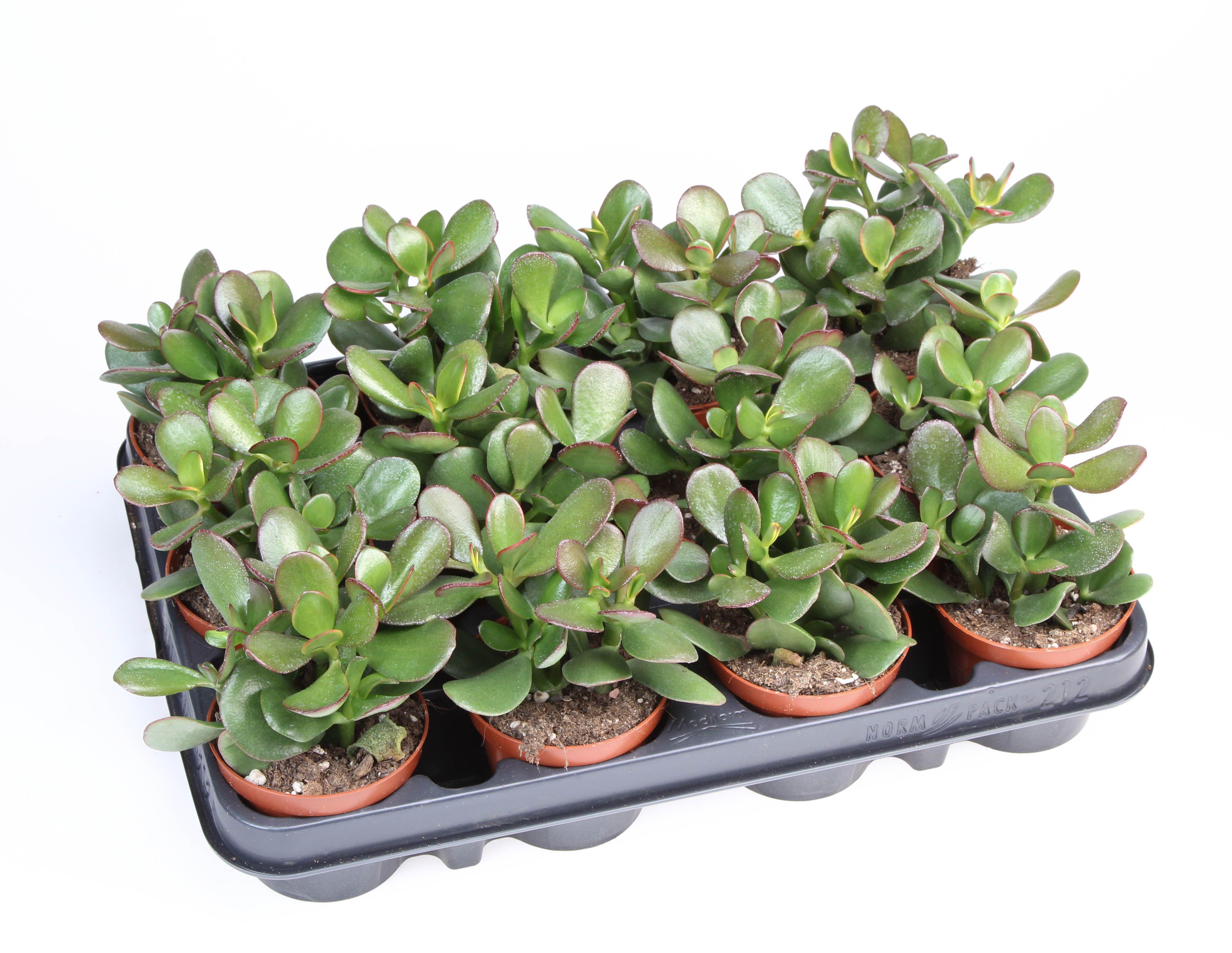 Горшечные цветы и растения оптом Crassula Ovata Sunset от 12шт (для телеги) из Голландии с доставкой по России