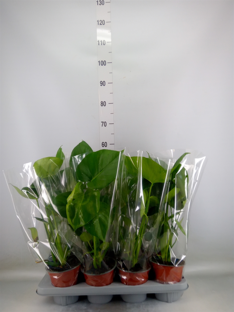 Горшечные цветы и растения оптом Monstera Delic. от 8шт из Голландии с доставкой по России