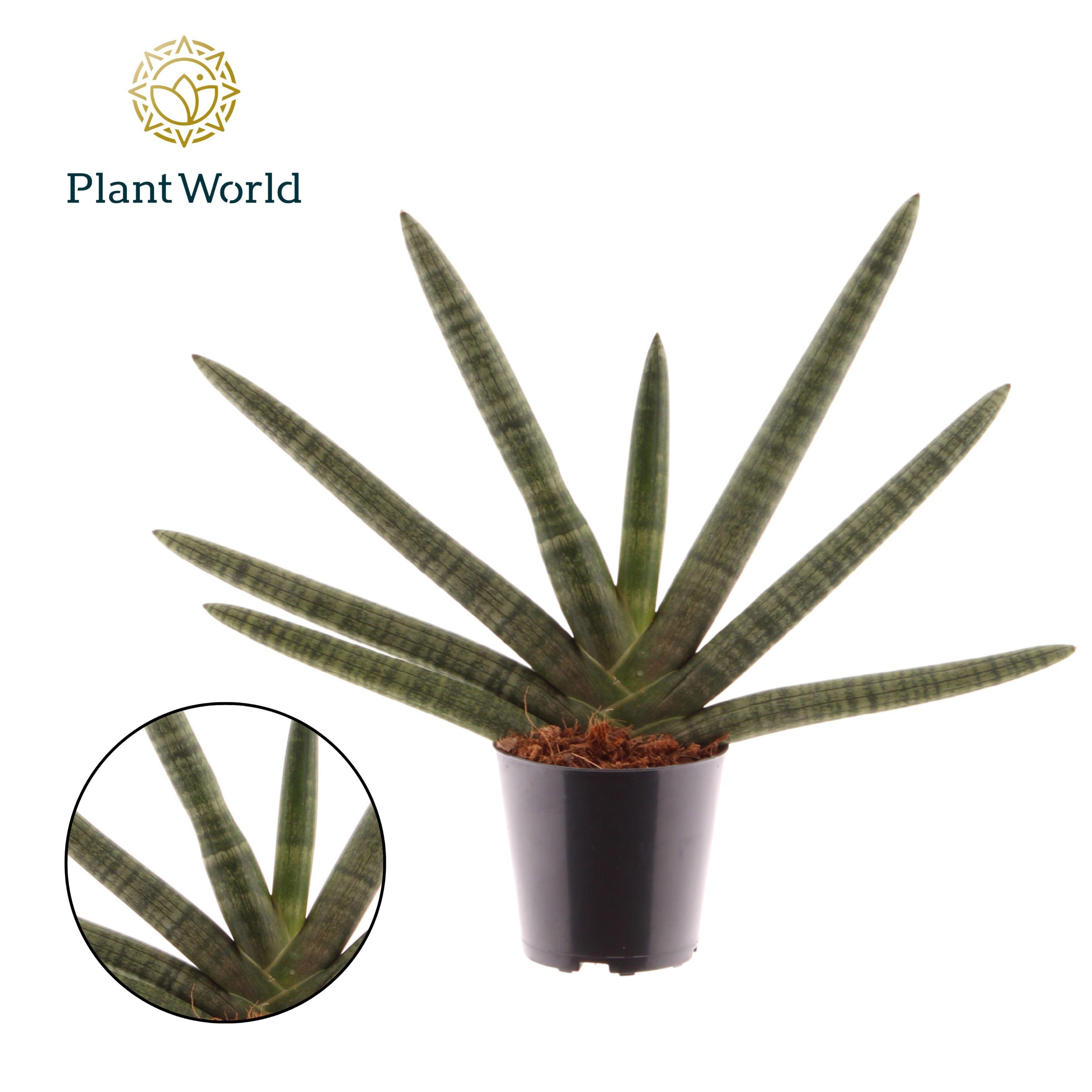 Горшечные цветы и растения оптом Sansevieria Cylindrica Skyline от 6шт из Голландии с доставкой по России