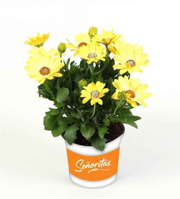 Горшечные цветы и растения оптом Osteospermum Senorita Nina от 12шт из Голландии с доставкой по России