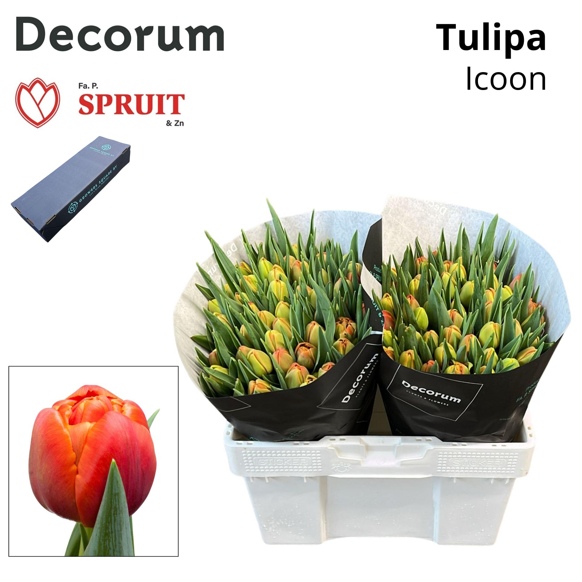 Срезанные цветы оптом Tulipa do icoon от 50шт из Голландии с доставкой по России