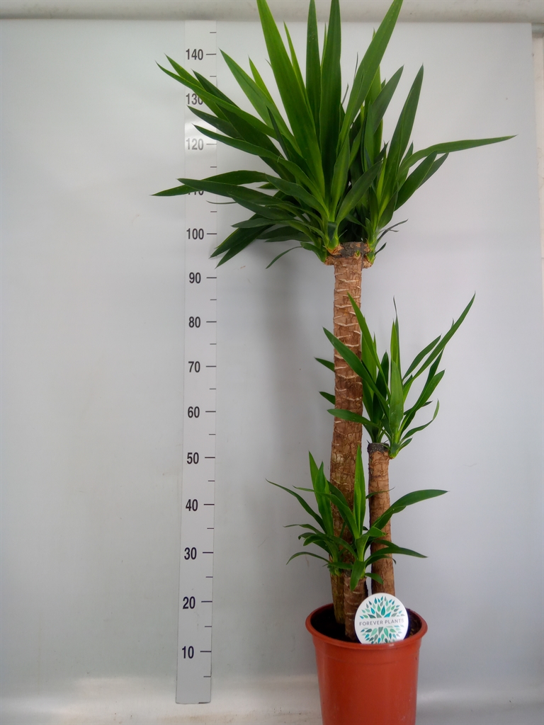 Горшечные цветы и растения оптом Yucca   ... от 1шт из Голландии с доставкой по России