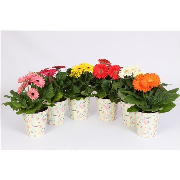 Горшечные цветы и растения оптом Gerbera Mix 2+ In Flower Heart Cup от 6шт из Голландии с доставкой по России