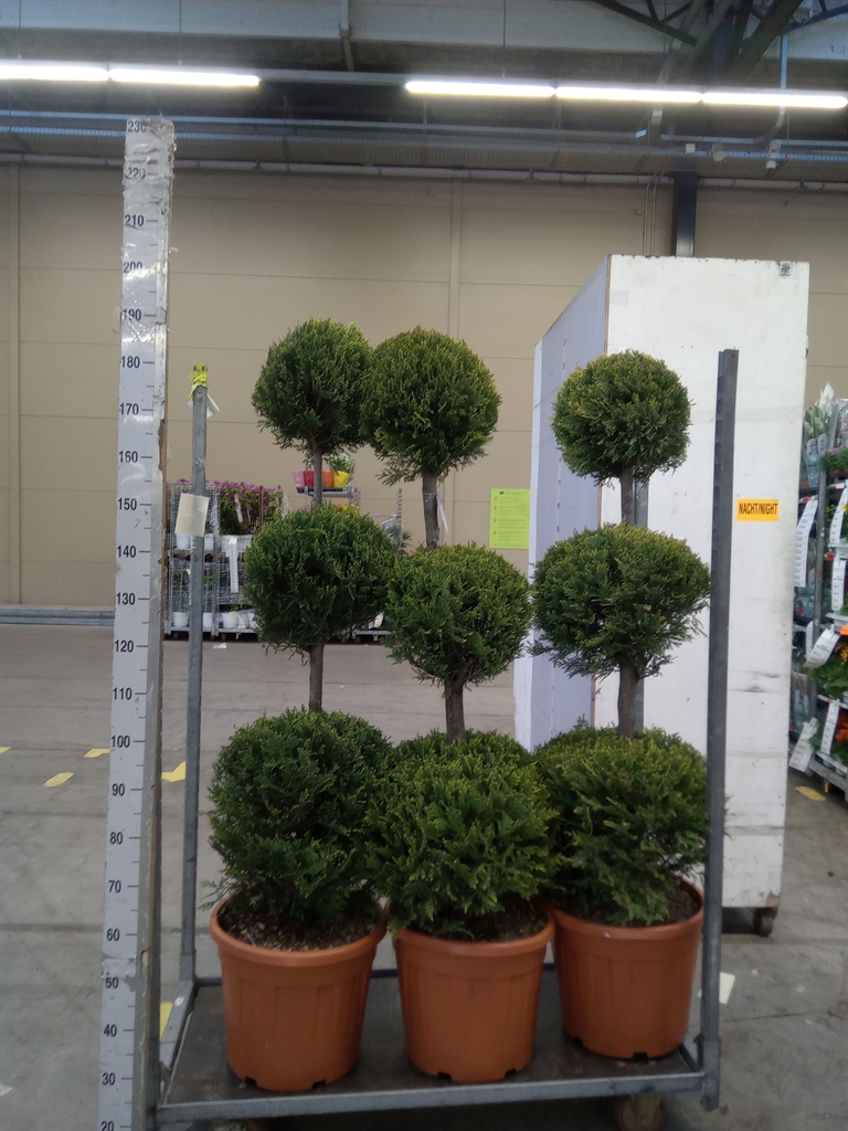 Горшечные цветы и растения оптом Xcupressocyparis Ley.   ... от 1шт из Голландии с доставкой по России