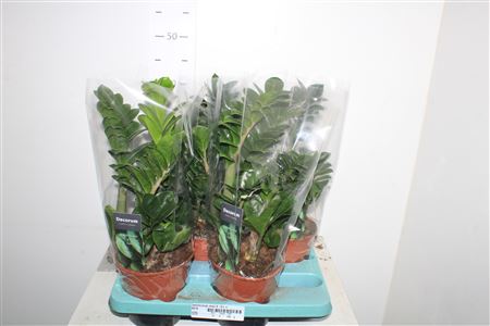 Горшечные цветы и растения оптом Zamioculcas Zenzi 4-5++ от 4шт из Голландии с доставкой по России