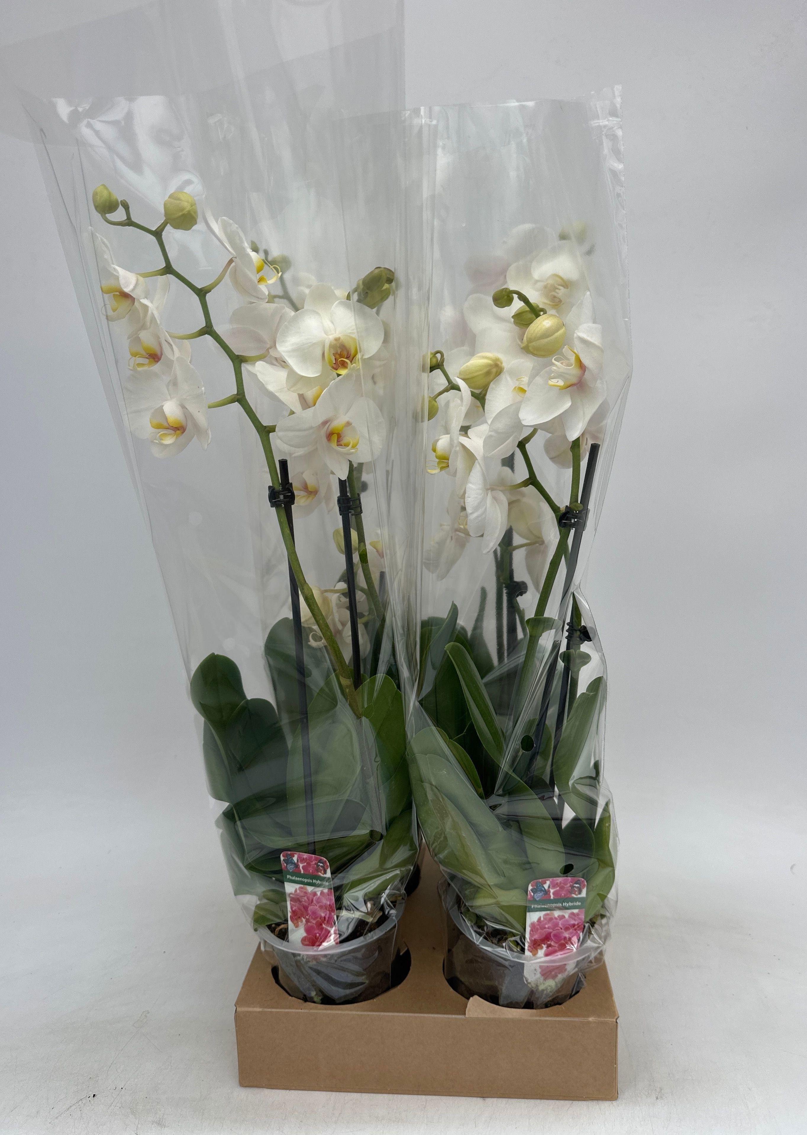 Горшечные цветы и растения оптом Phal Ov Wit от 4шт из Голландии с доставкой по России