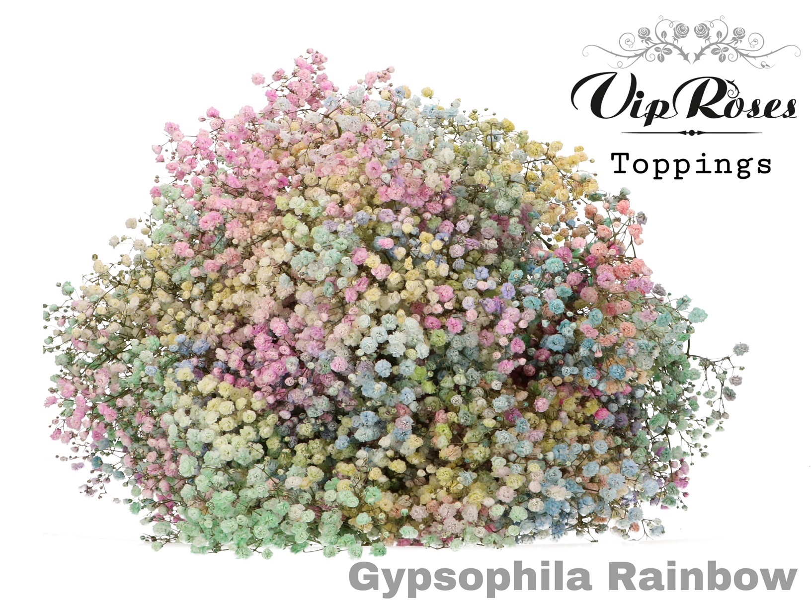 Срезанные цветы оптом Gyps large paint rainbow от 25шт. из Голландии с доставкой по России